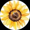 calsunflower79